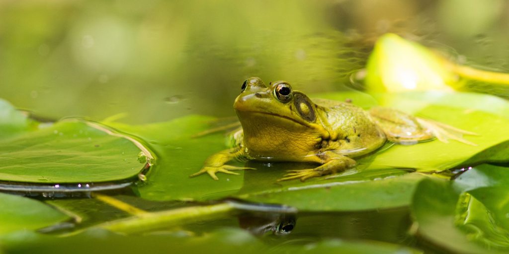 Screaming Frog Tool per Audit SEO gratuito